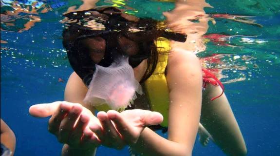 Snorkeling with Jelly Fish in Tioman